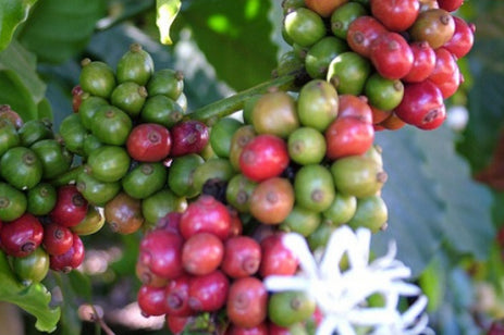 Pit Of A Coffee Cherry